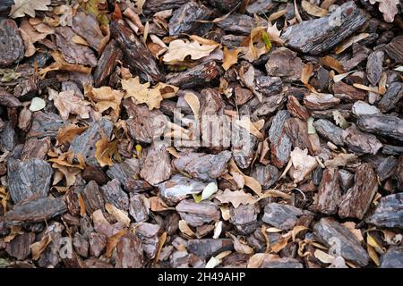 Paillis de conifères de couleur brune dans le parc en automne. Écorce de pin naturelle, copeaux de bois vue sur le dessus.Matériaux décoratifs pour la conception de lits de fleurs, landsca Banque D'Images