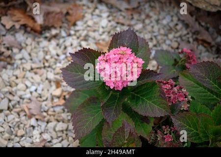 Petit buisson d'hydrangea dans le paysage conception vue de dessus.Hydrangea rose foncé en automne dans le parc.Belles petites fleurs roses. Banque D'Images
