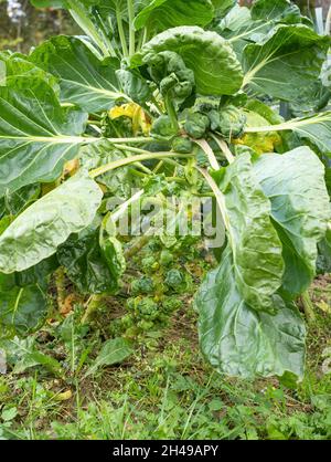 Jeunes bruxellois fraiches (Brassica oleracea var. Gemmifera) poussant dans un jardin fait maison.Gros plan. Agriculture biologique, alimentation saine, BIO viands, Banque D'Images
