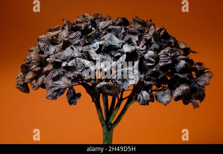 tête de fleur d'hortensia séchée sur fond orange Banque D'Images