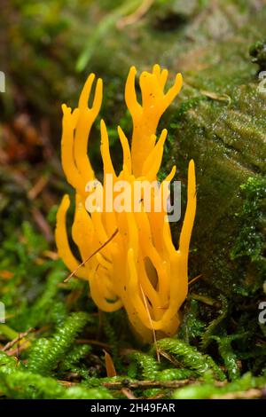 Stagshorn jaune (Calocera viscosa) croissant sur du bois en décomposition dans une forêt de conifères des collines de Mendip, Somerset, Angleterre. Banque D'Images