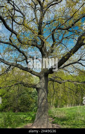 Vieux chêne (Quercus robur) entrant dans la feuille au printemps.Domaine de Kolomenskoye, Moscou, Russie. Banque D'Images