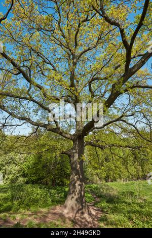 Vieux chêne (Quercus robur) entrant dans la feuille au printemps.Domaine de Kolomenskoye, Moscou, Russie. Banque D'Images