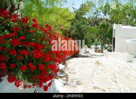 Belle île d'iOS Grèce fleurs rouge vif par un village sentier typique île grecque scène d'été paysage aspect vue Banque D'Images