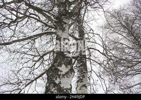 Arbre, arbres en hiver dans une forêt, janvier, neige, tempête de neige, Forêt Noire,Allemagne, Suisse Banque D'Images