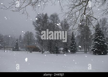 La neige couvrait les arbres lors d'une tempête de neige hiver en janvier dans la Forêt-Noire, en Allemagne. Banque D'Images