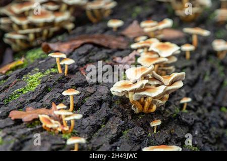 Gros plan de champignons sur un arbre dans la forêt en automne Banque D'Images
