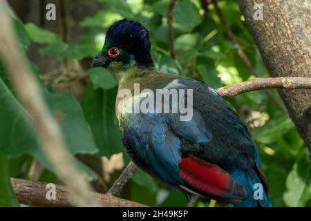Turaco pourpre à crête (Tauraco porphyreolophus) perché sur une branche en forêt de près.Oiseau national du Swaziland. Banque D'Images