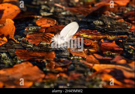 Une plume blanche et des feuilles d'automne, Chipping, Preston, Lancashire, Royaume-Uni Banque D'Images