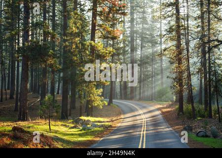 Traversez une forêt de pins baignée de soleil, Yosemite, États-Unis Banque D'Images