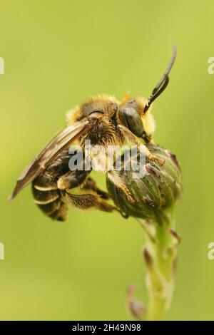 Gros plan vertical d'une abeille jaune mâle, Macropolis europaea Banque D'Images