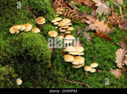 Champignon tuf de soufre, Arnside, Milnthorpe, Cumbria, Royaume-Uni Banque D'Images