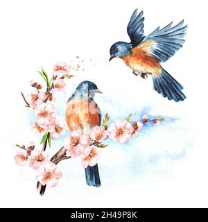 Branche d'oiseaux et de cerisiers en fleurs.Concept de carte de ressort.Aquarelle illustration dessinée à la main isolée sur fond blanc Banque D'Images