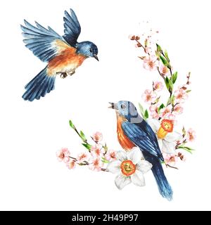 Branche d'oiseaux et de cerisiers en fleurs.Concept de carte de ressort.Illustration aquarelle dessinée à la main, isolée sur fond blanc Banque D'Images