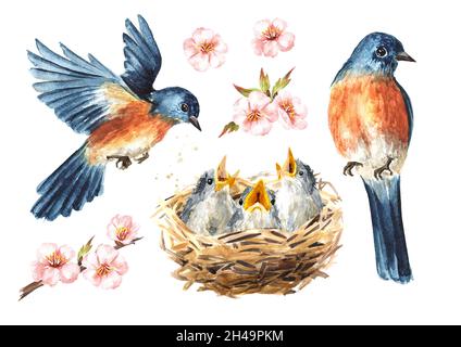 Nicher avec des poussins et des oiseaux de printemps.Aquarelle illustration dessinée à la main isolée sur fond blanc Banque D'Images