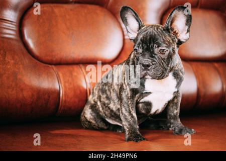 Jeune petit chien de bouvier noir français chiot assis sur un canapé. Chien drôle bébé avec de beaux yeux musqués noirs Bulldog chien chiot. Adorable Bulldog drôle Banque D'Images