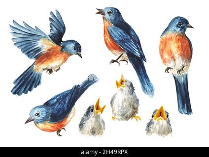 Ensemble d'oiseaux printaniers.Aquarelle illustration dessinée à la main isolée sur fond blanc Banque D'Images