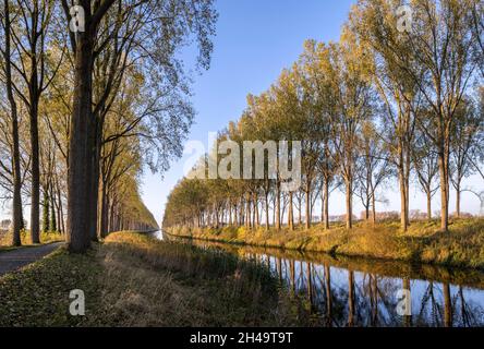 Peupliers le long du canal de Schipdonk / Schipdonkkanaal en automne à Damme, Flandre Occidentale, Belgique Banque D'Images