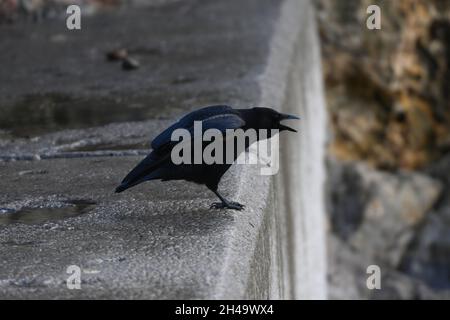 Crow perchée sur un mur de roche exprime son mécontentement à l'égard de la facture largement ouverte Banque D'Images