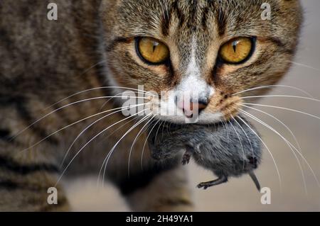 Gros plan d'un chat tabby tenant une petite souris dans sa bouche Banque D'Images