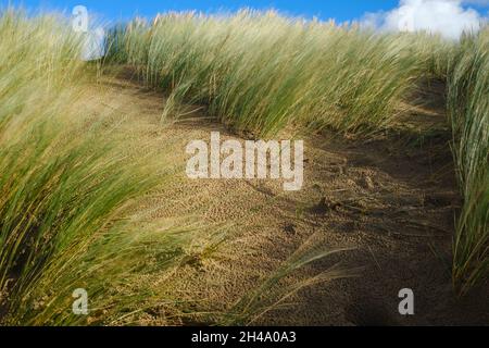 Herbe sur les dunes de sable soufflant dans le vent plage de Formby Banque D'Images