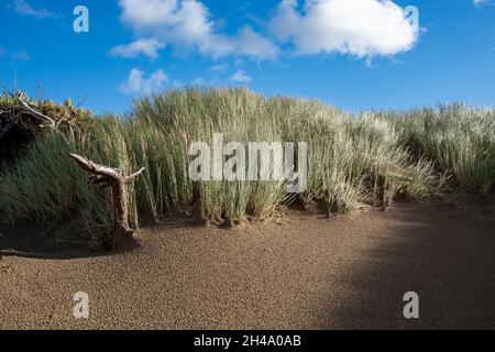 Herbe sur les dunes de sable soufflant dans le vent plage de Formby Banque D'Images