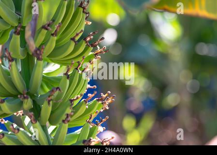 Grappes de bananes sur un arbre.Une grande bande de bananes sur une plantation à Chypre en novembre.Gros plan des bananes. Banque D'Images