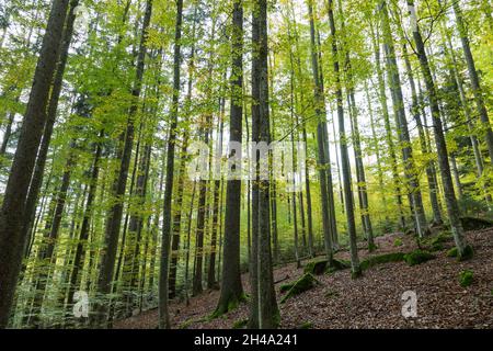 Buchenmischwald, forêt mixte de hêtre Banque D'Images