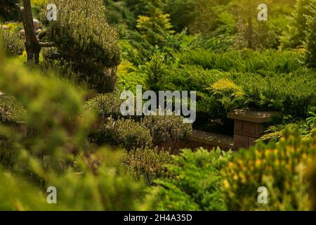 Magnifique jardin de printemps, avec des conifères, de l'herbe verte et du soleil.Design de luxe, Jardinage.Jardin vert au printemps Banque D'Images