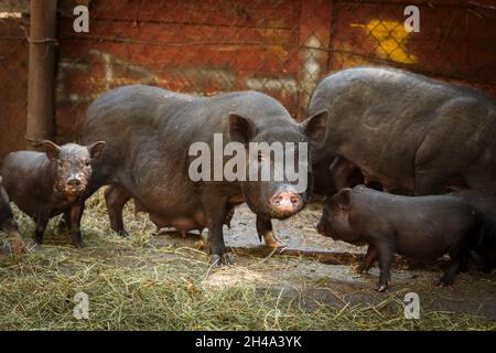 Mignon petits porcelets noirs vietnamiens sur la ferme Banque D'Images