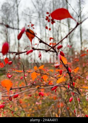 Vue rapprochée des baies de rowan rouges sur les branches sur le fond d'un parc d'automne, de feuilles jaunes et de branches d'arbres noirs Banque D'Images