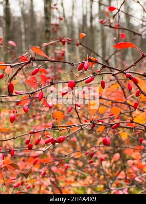 Vue rapprochée des baies de rowan rouges sur les branches sur le fond d'un parc d'automne, de feuilles jaunes et de branches d'arbres noirs Banque D'Images