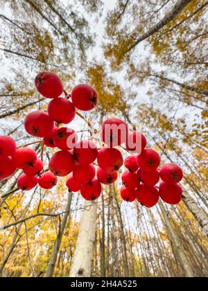 Vue rapprochée des baies de rowan rouges sur les branches sur le fond d'un parc d'automne, de feuilles jaunes et de branches d'arbres noirs Banque D'Images