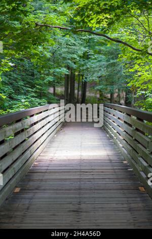 Vieux pont en bois menant à la belle allée à travers les arbres denses dans la forêt Banque D'Images