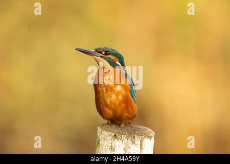 Kingfisher en gros plan perché sur un poteau.Grand dagger comme la facture noire (mâle) électrique bleu et orange plumage Banque D'Images