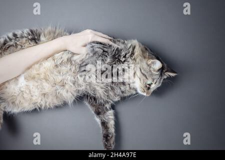 Un chat de tabby moelleux avec des cheveux bouclés se trouve sur son côté sur un fond gris et est bouclés par sa maîtresse.Vue de dessus. Banque D'Images