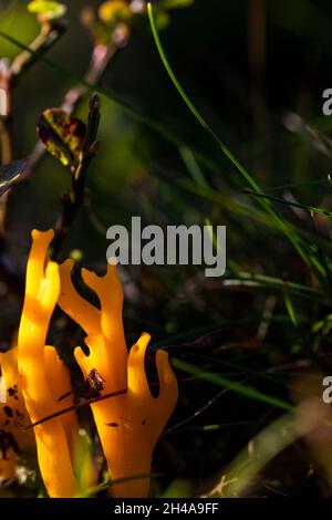 Jaune stags-champignon de corne - calocera clammy Banque D'Images