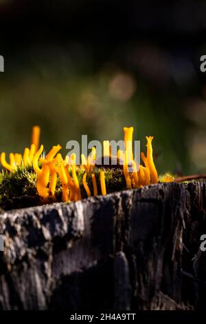 Jaune stags-champignon de corne - calocera clammy Banque D'Images