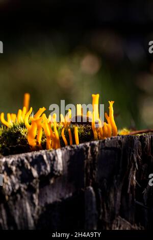 Jaune stags-champignon de corne - calocera clammy Banque D'Images