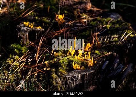 Jaune stags-champignon de corne - calocera clammy Banque D'Images