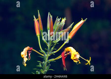 Oenothera Erythrosepala fleurit dans la nuit.Fleurs sur fond sombre Banque D'Images