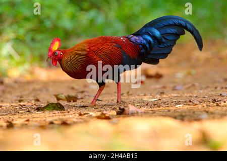 Un mâle adulte du Sri Lanka Junglewhid (Gallus lafayettii) se nourrissant sur une piste forestière dans la réserve forestière de Sinharaja, au Sri Lanka.Oiseau sauvage Banque D'Images