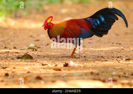 Un mâle adulte du Sri Lanka Junglewhid (Gallus lafayettii) se nourrissant sur une piste forestière dans la réserve forestière de Sinharaja, au Sri Lanka.Oiseau sauvage Banque D'Images