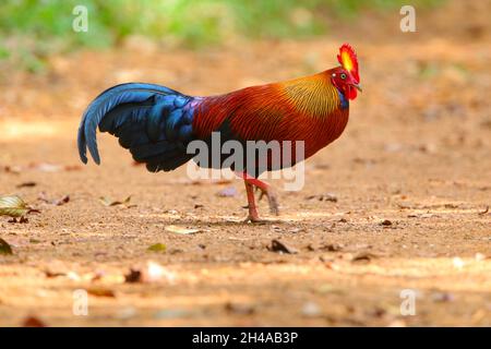 Un mâle adulte du Sri Lanka Junglewhid (Gallus lafayettii) se nourrissant sur une piste forestière dans la réserve forestière de Sinharaja, au Sri Lanka.Oiseau sauvage Banque D'Images