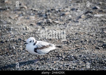 La Sterne arctique est assise sur une plage rocheuse de Grimsey Island Banque D'Images