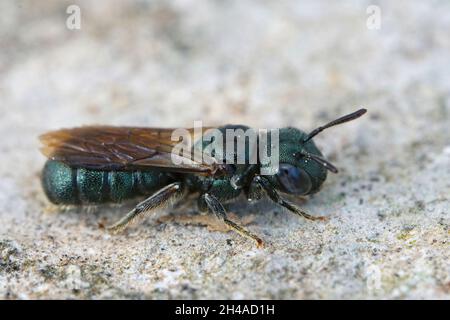 Gros plan détaillé sur une petite abeille femelle de charpentier bleu, Ceratina cyanoa Banque D'Images