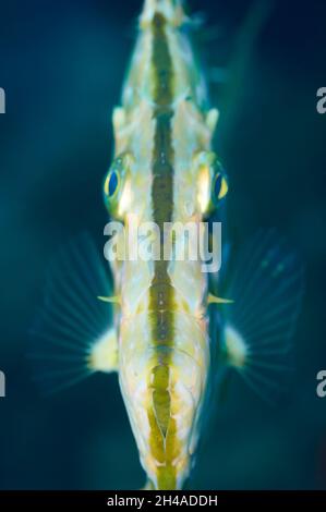 Portrait sous-marin d'un poisson John Dory (Zeus faber) en mer Méditerranée (Parc naturel de ses Salines, Formentera, Iles Baléares, Espagne) Banque D'Images