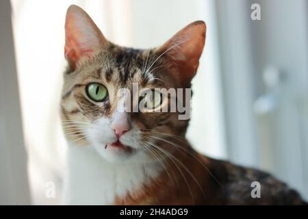 Le chat femelle regarde avec une expression confuse Banque D'Images