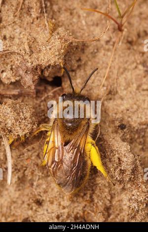 Gros plan vertical d'une femelle de colletes de printemps ou d'abeille minière de printemps , Colletes cunicularius Banque D'Images