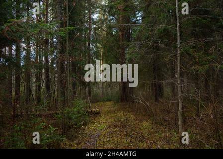 Un vieux sapin brisé dans la forêt d'automne par la route. Banque D'Images